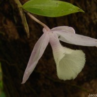 Dendrobium anosmum Lindl.